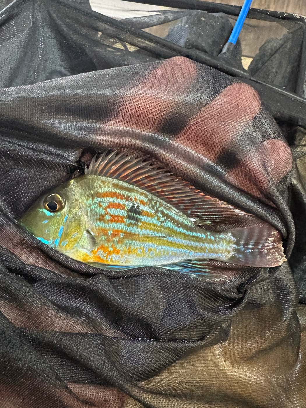 Colorful cichlid with blue and orange markings in a fish net