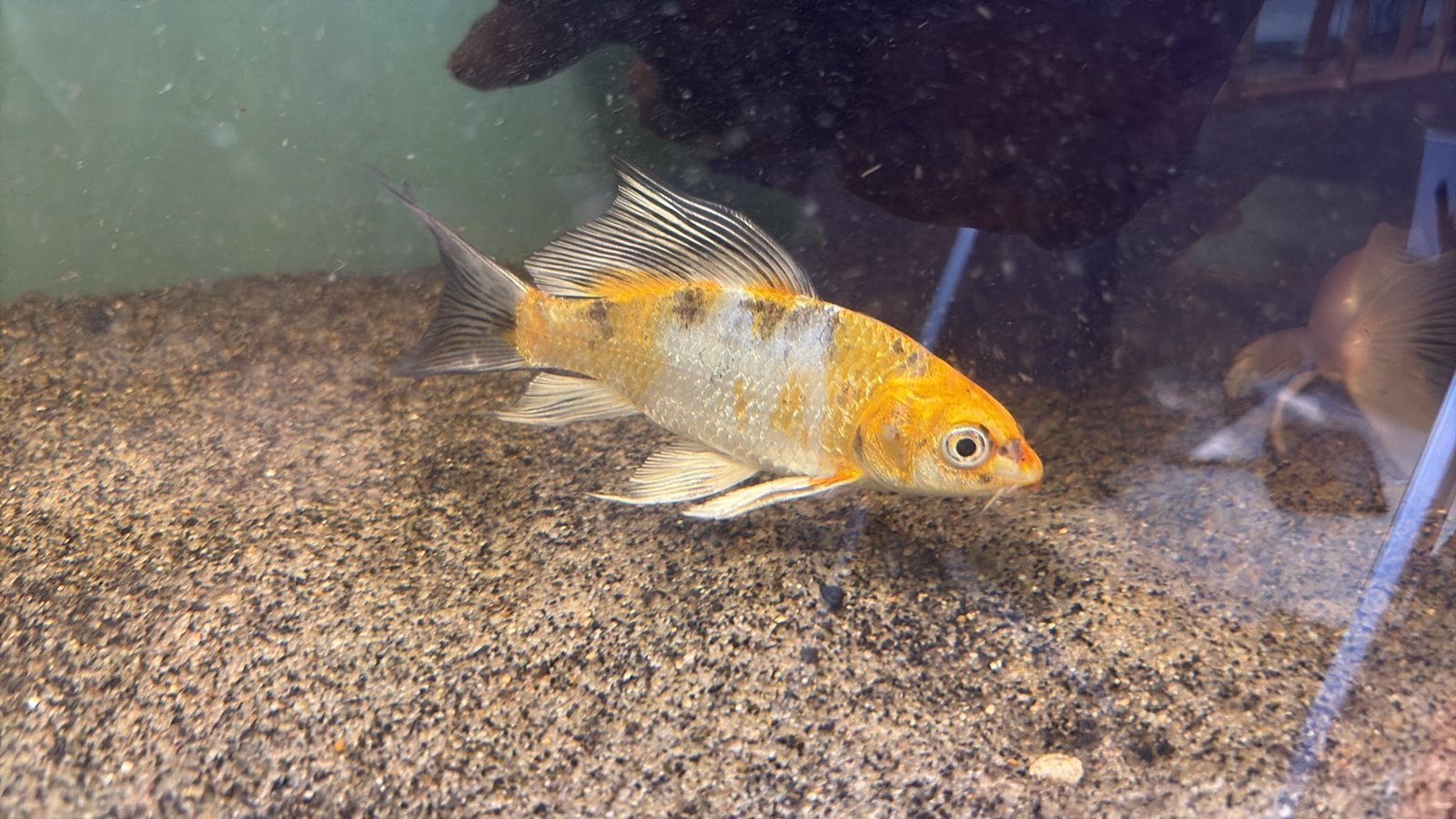 Long-finned orange and white fish swimming over sand