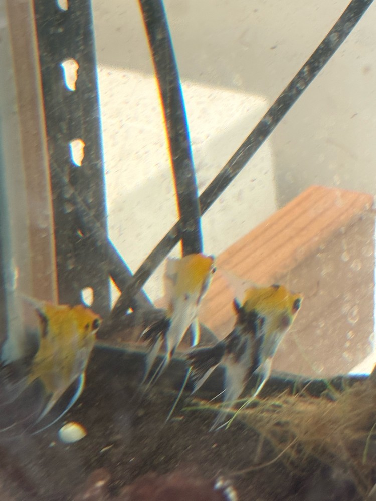 Three yellow and black angelfish